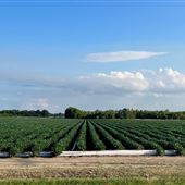 Cotton Fields & Agriculture in Sikeston & Southeast MO