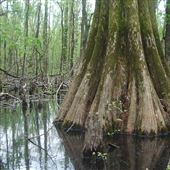 Big Oak Tree State Park
