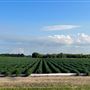 Cotton Fields & Agriculture in Sikeston & Southeast MO