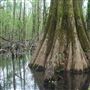 Big Oak Tree State Park