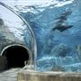 St. Louis Zoo