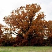 Oak Tree in Iberia