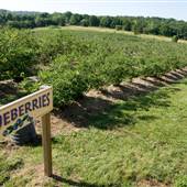 Persimmon Hill Farm