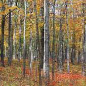 St. Francois State Park
