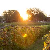 Stone Hill Winery