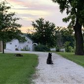 Green Farm