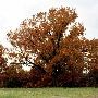 Oak Tree in Iberia