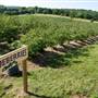 Persimmon Hill Farm