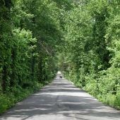 Moscow Mills Woods