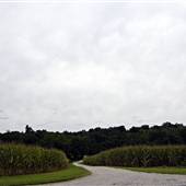 Rhineland fields