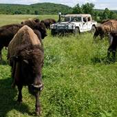 Sayersbrook Bison Ranch