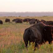 Prairie State Park