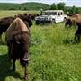 Sayersbrook Bison Ranch