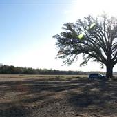 Burr Oak Tree