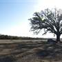 Burr Oak Tree