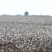 cotton fields