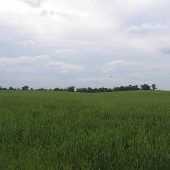 Open Field on Hwy 32