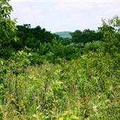 Osage Village State Historic Site